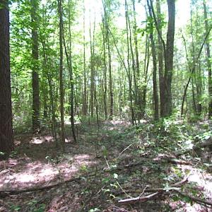 Photo of SOLD!!  6 Acres of Mature Timber Land for Sale in  Surry County VA!