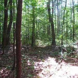 Photo of SOLD!!  6 Acres of Mature Timber Land for Sale in  Surry County VA!
