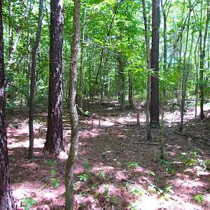 Photo of SOLD!!  6 Acres of Mature Timber Land for Sale in  Surry County VA!