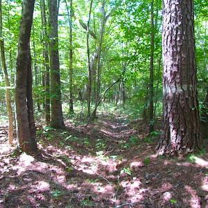 Photo of SOLD!!  6 Acres of Mature Timber Land for Sale in  Surry County VA!