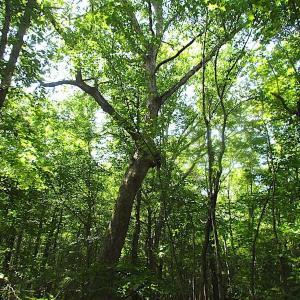 Photo of SOLD!!  6 Acres of Mature Timber Land for Sale in  Surry County VA!