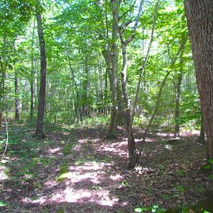 Photo of SOLD!!  6 Acres of Mature Timber Land for Sale in  Surry County VA!