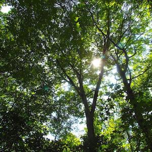 Photo of SOLD!!  6 Acres of Mature Timber Land for Sale in  Surry County VA!