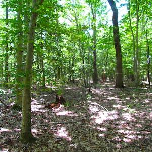 Photo of SOLD!!  6 Acres of Mature Timber Land for Sale in  Surry County VA!