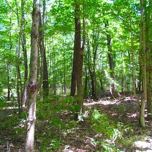 Photo of SOLD!!  6 Acres of Mature Timber Land for Sale in  Surry County VA!