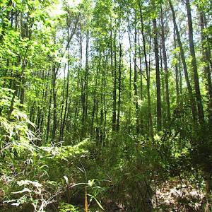 Photo of SOLD!!  6 Acres of Mature Timber Land for Sale in  Surry County VA!