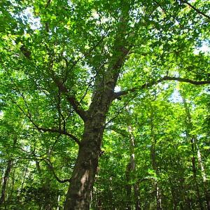 Photo of SOLD!!  6 Acres of Mature Timber Land for Sale in  Surry County VA!