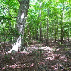 Photo of SOLD!!  6 Acres of Mature Timber Land for Sale in  Surry County VA!