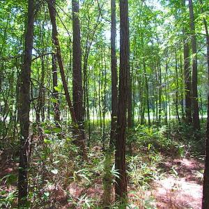 Photo of SOLD!!  6 Acres of Mature Timber Land for Sale in  Surry County VA!