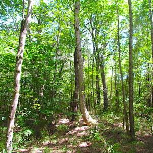 Photo of SOLD!!  6 Acres of Mature Timber Land for Sale in  Surry County VA!