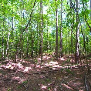 Photo of SOLD!!  6 Acres of Mature Timber Land for Sale in  Surry County VA!