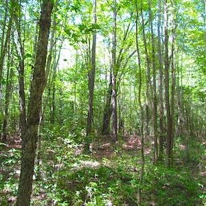 Photo of SOLD!!  6 Acres of Mature Timber Land for Sale in  Surry County VA!