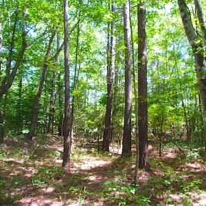 Photo of SOLD!!  6 Acres of Mature Timber Land for Sale in  Surry County VA!