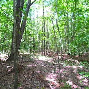 Photo of SOLD!!  6 Acres of Mature Timber Land for Sale in  Surry County VA!