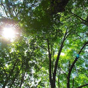 Photo of SOLD!!  6 Acres of Mature Timber Land for Sale in  Surry County VA!