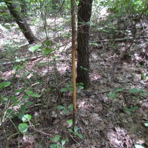 Photo of SOLD!!  6 Acres of Mature Timber Land for Sale in  Surry County VA!