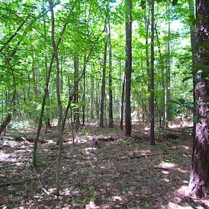 Photo of SOLD!!  6 Acres of Mature Timber Land for Sale in  Surry County VA!