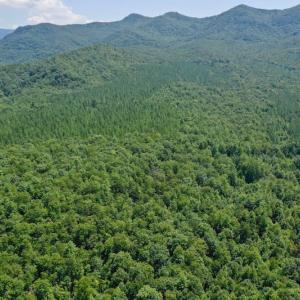 Photo of 148 Acres of Hunting and Recreational Land for Sale in Botetourt County VA!