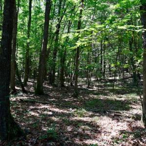Photo of 148 Acres of Hunting and Recreational Land for Sale in Botetourt County VA!