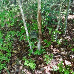 Photo of 148 Acres of Hunting and Recreational Land for Sale in Botetourt County VA!