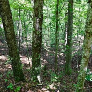 Photo of 148 Acres of Hunting and Recreational Land for Sale in Botetourt County VA!