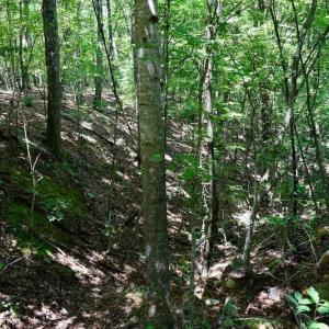 Photo of 148 Acres of Hunting and Recreational Land for Sale in Botetourt County VA!