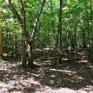 Photo of 148 Acres of Hunting and Recreational Land for Sale in Botetourt County VA!