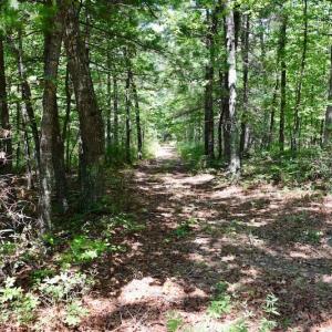 Photo of 148 Acres of Hunting and Recreational Land for Sale in Botetourt County VA!