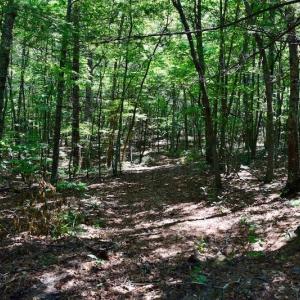 Photo of 148 Acres of Hunting and Recreational Land for Sale in Botetourt County VA!