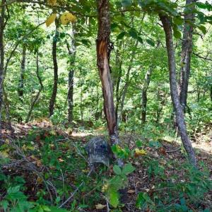 Photo of 148 Acres of Hunting and Recreational Land for Sale in Botetourt County VA!