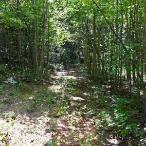 Photo of 148 Acres of Hunting and Recreational Land for Sale in Botetourt County VA!