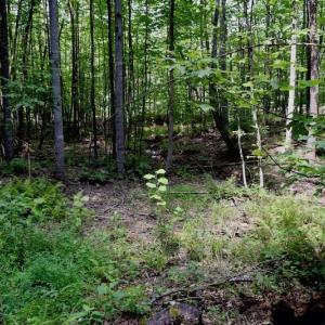 Photo of 148 Acres of Hunting and Recreational Land for Sale in Botetourt County VA!