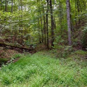 Photo of 148 Acres of Hunting and Recreational Land for Sale in Botetourt County VA!