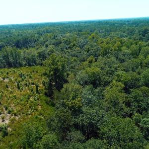 Photo of SOLD!!  5 Acres of Residential and Hunting Land For Sale in Brunswick County NC!