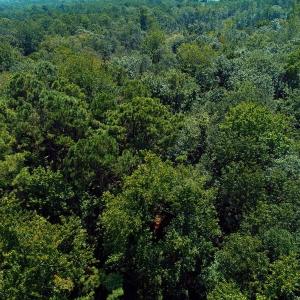 Photo of SOLD!!  5 Acres of Residential and Hunting Land For Sale in Brunswick County NC!