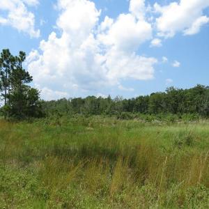 Photo of SOLD!! 7 Acres of Residential and Hunting Land For Sale in Brunswick County NC!