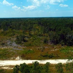 Photo of SOLD!! 7 Acres of Residential and Hunting Land For Sale in Brunswick County NC!