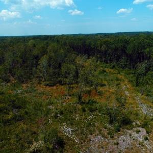 Photo of SOLD!! 7 Acres of Residential and Hunting Land For Sale in Brunswick County NC!