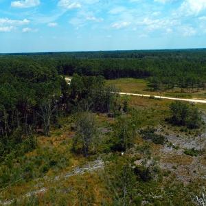 Photo of SOLD!! 7 Acres of Residential and Hunting Land For Sale in Brunswick County NC!