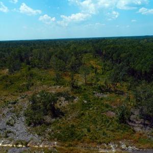 Photo of SOLD!! 7 Acres of Residential and Hunting Land For Sale in Brunswick County NC!