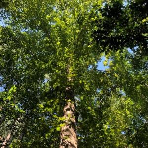 Photo of SOLD!!  83 Acres of Timber and Hunting Land For Sale in Warren County NC!