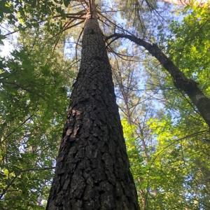 Photo of SOLD!!  83 Acres of Timber and Hunting Land For Sale in Warren County NC!