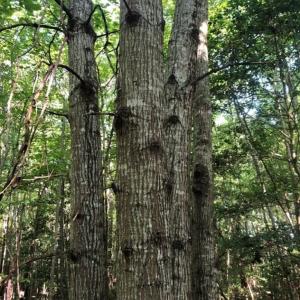 Photo of SOLD!!  83 Acres of Timber and Hunting Land For Sale in Warren County NC!