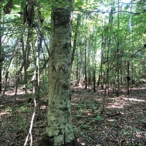 Photo of SOLD!!  83 Acres of Timber and Hunting Land For Sale in Warren County NC!