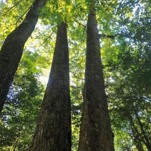 Photo of SOLD!!  83 Acres of Timber and Hunting Land For Sale in Warren County NC!