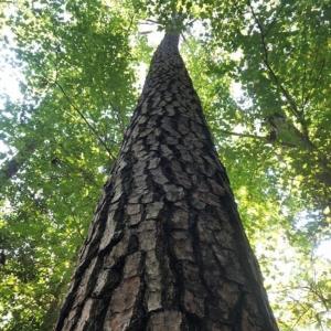 Photo of SOLD!!  83 Acres of Timber and Hunting Land For Sale in Warren County NC!