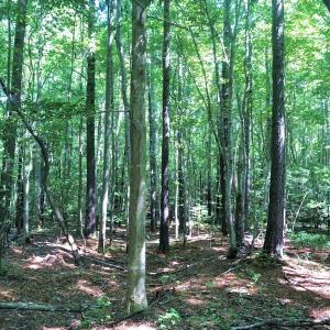 Photo of SOLD!!  83 Acres of Timber and Hunting Land For Sale in Warren County NC!