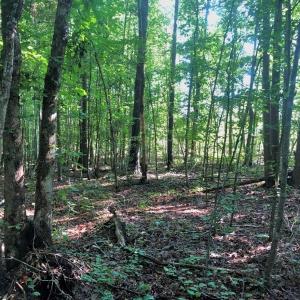 Photo of SOLD!!  83 Acres of Timber and Hunting Land For Sale in Warren County NC!