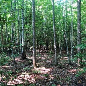 Photo of SOLD!!  83 Acres of Timber and Hunting Land For Sale in Warren County NC!