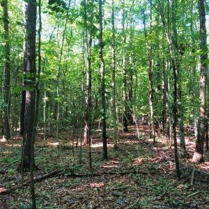 Photo of SOLD!!  83 Acres of Timber and Hunting Land For Sale in Warren County NC!